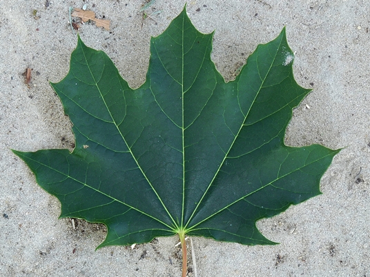 {Acer platanoides}